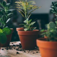 Potted plants at Capri Creek Apartments in Petaluma, California