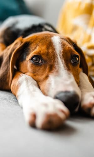 Resident hound laying on the couch at Pecan Ridge in Midlothian, Texas