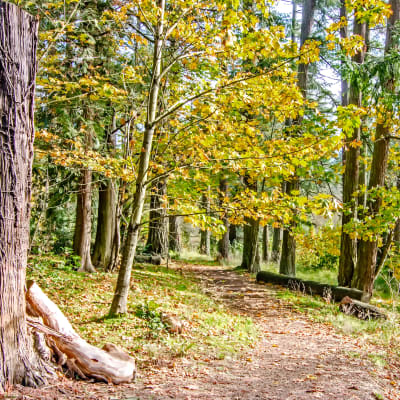 Entrance to one of the forest trails near Sofi at Cedar Mill in Portland, Oregon