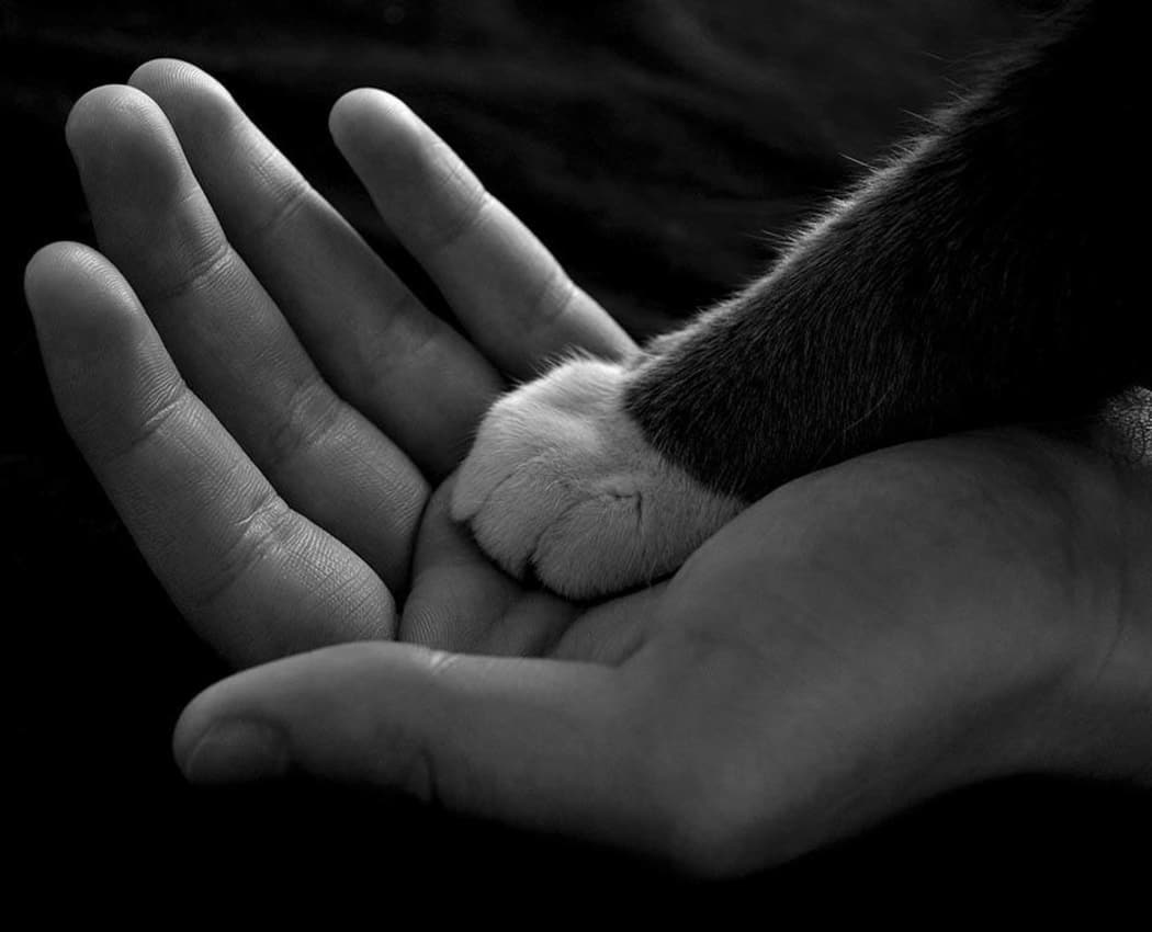 Kitten paw in human hand at Shoreline Central Animal Hospital
