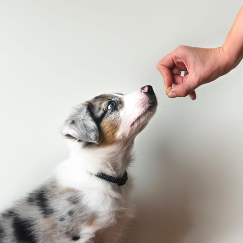 Puppy getting a treat at Cielo on Gilbert in Mesa, Arizona