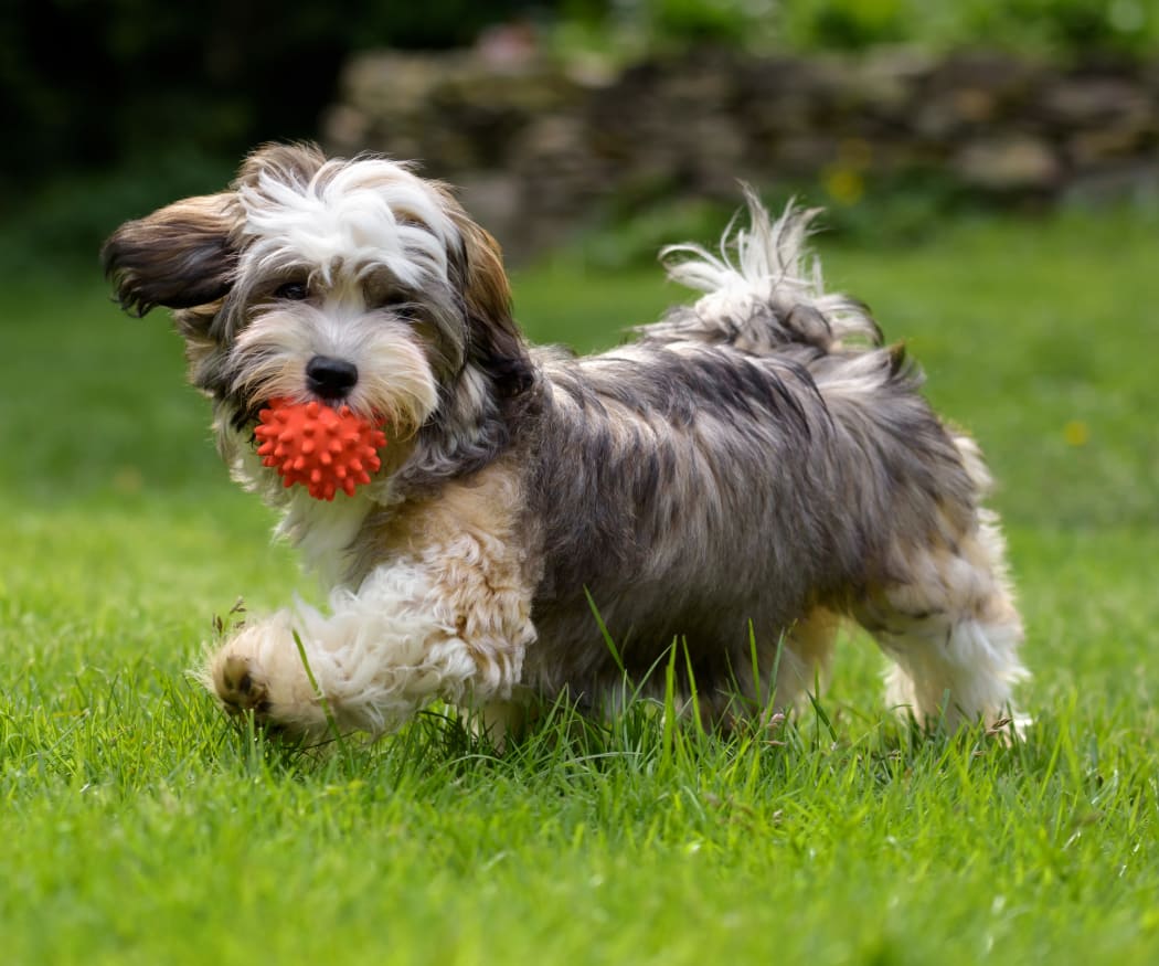 Happy dog with his toy outside his new home at Finisterra in Tempe, Arizona