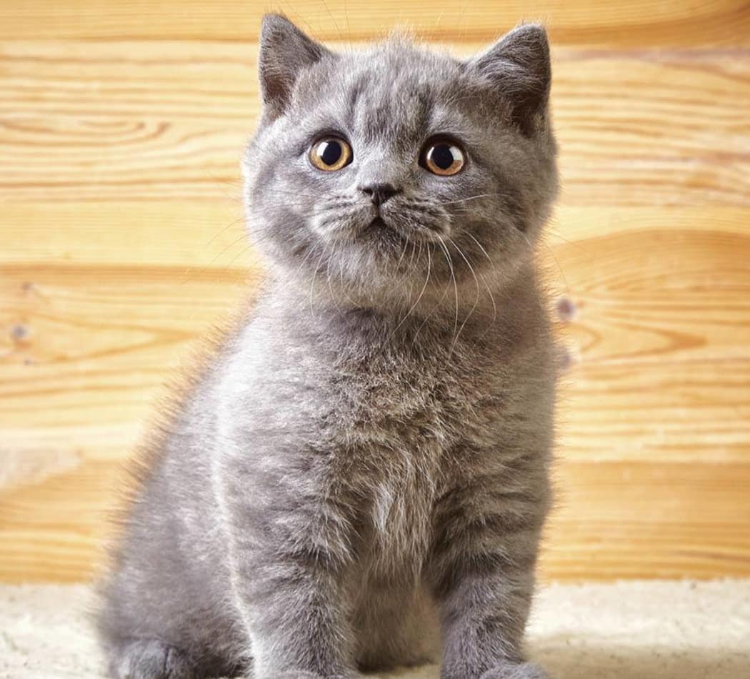 Cute kitten posing for a photo at Value Pet Clinic - Tacoma