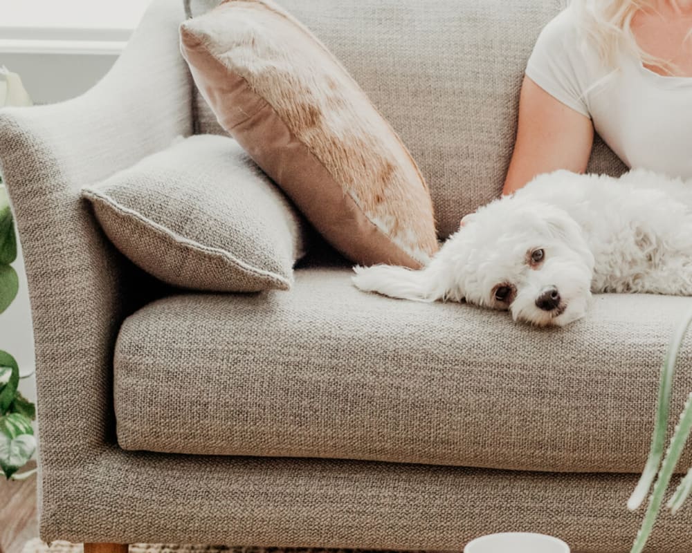 Dog relaxing on the couch with his owner in their new home at Minnetonka, Minnesota, near Oaks Glen Lake