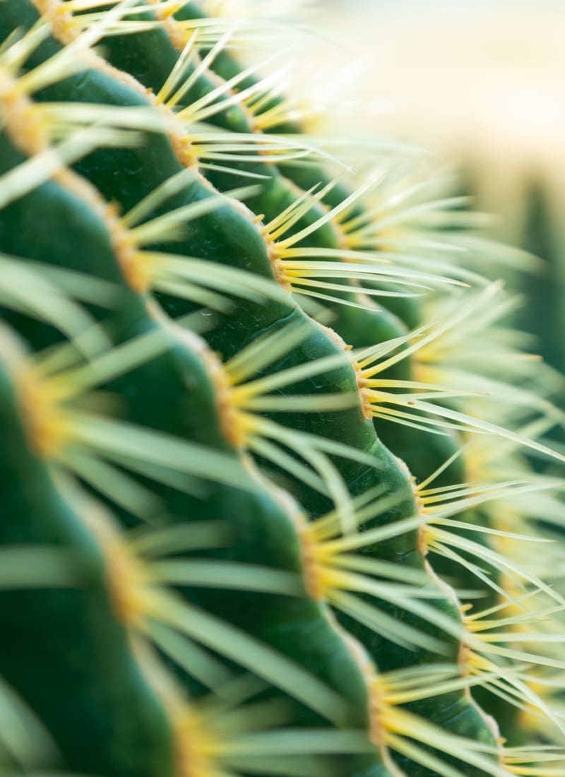 Closeup of cactus plant in Chandler, Arizona from Alante at the Islands