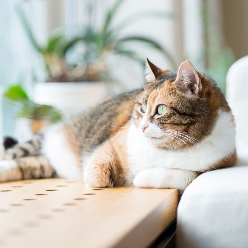 cat in an apartment at The Metro at Clearview in Metairie, Louisiana