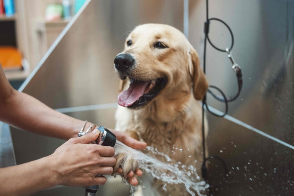 Dog getting a bath at Vital at Springbrook in Alcoa, Tennessee