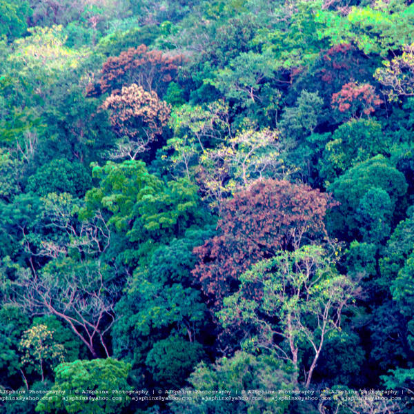 Photograph by Aju Jacob