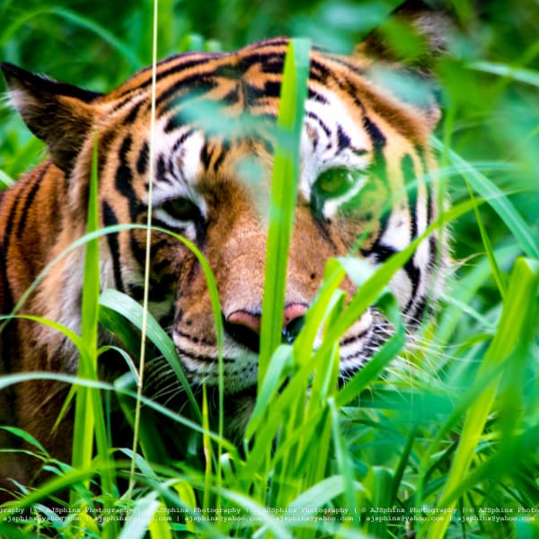 Photograph by Aju Jacob