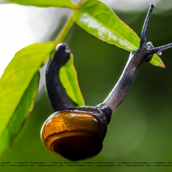 Photograph by Aju Jacob