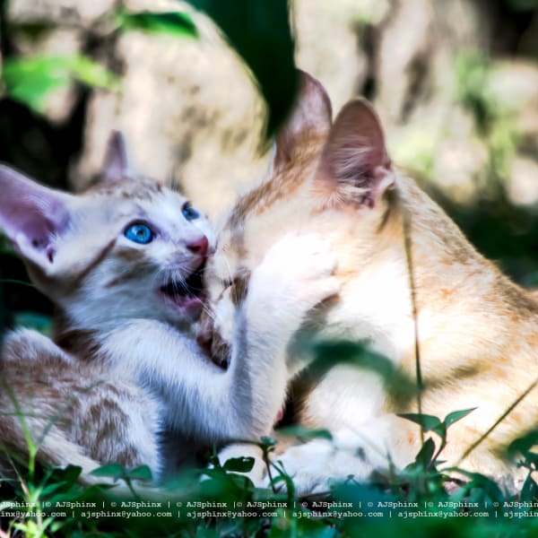 Photograph by Aju Jacob