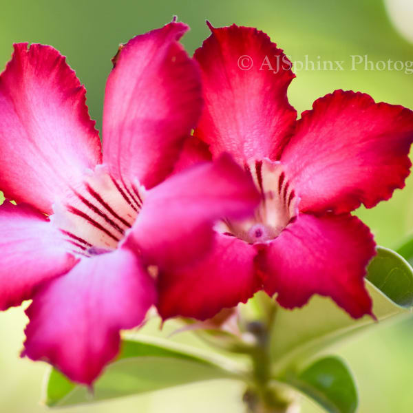 Photograph by Aju Jacob