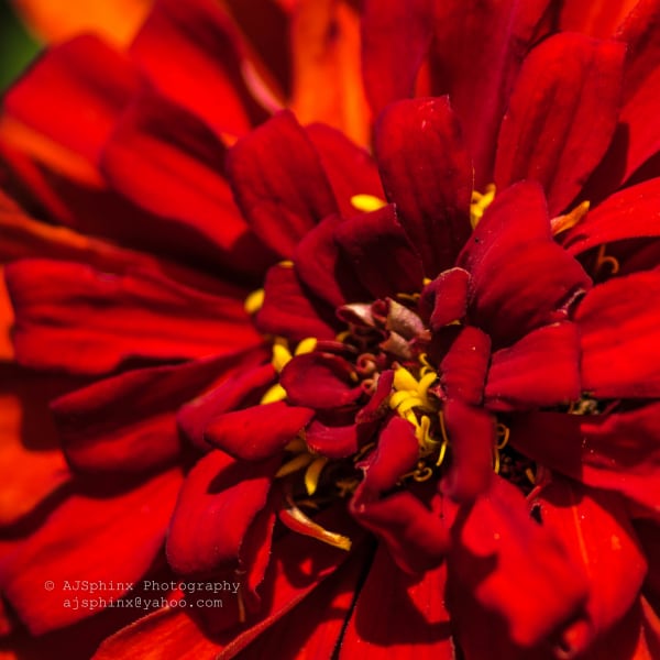 Photograph by Aju Jacob