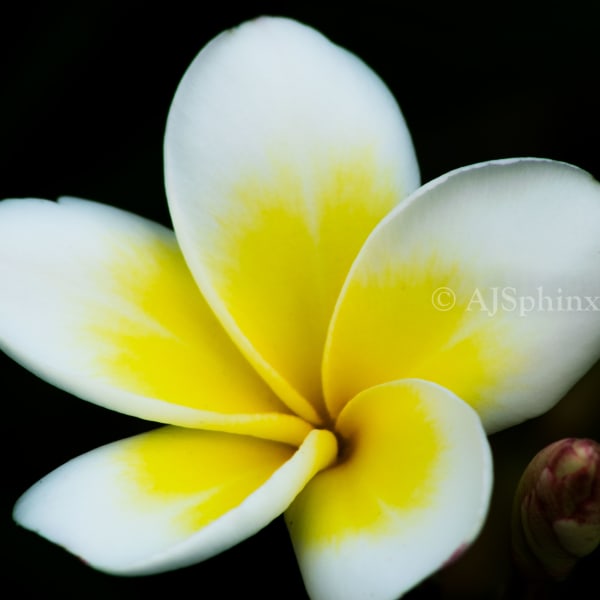 Photograph by Aju Jacob