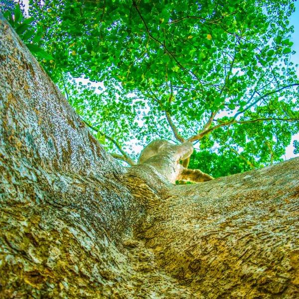 Photograph by Aju Jacob