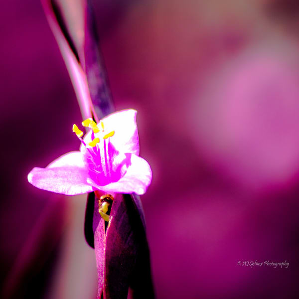 Photograph by Aju Jacob