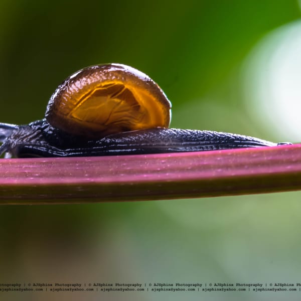 Photograph by Aju Jacob