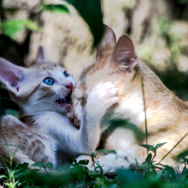 Photograph by Aju Jacob