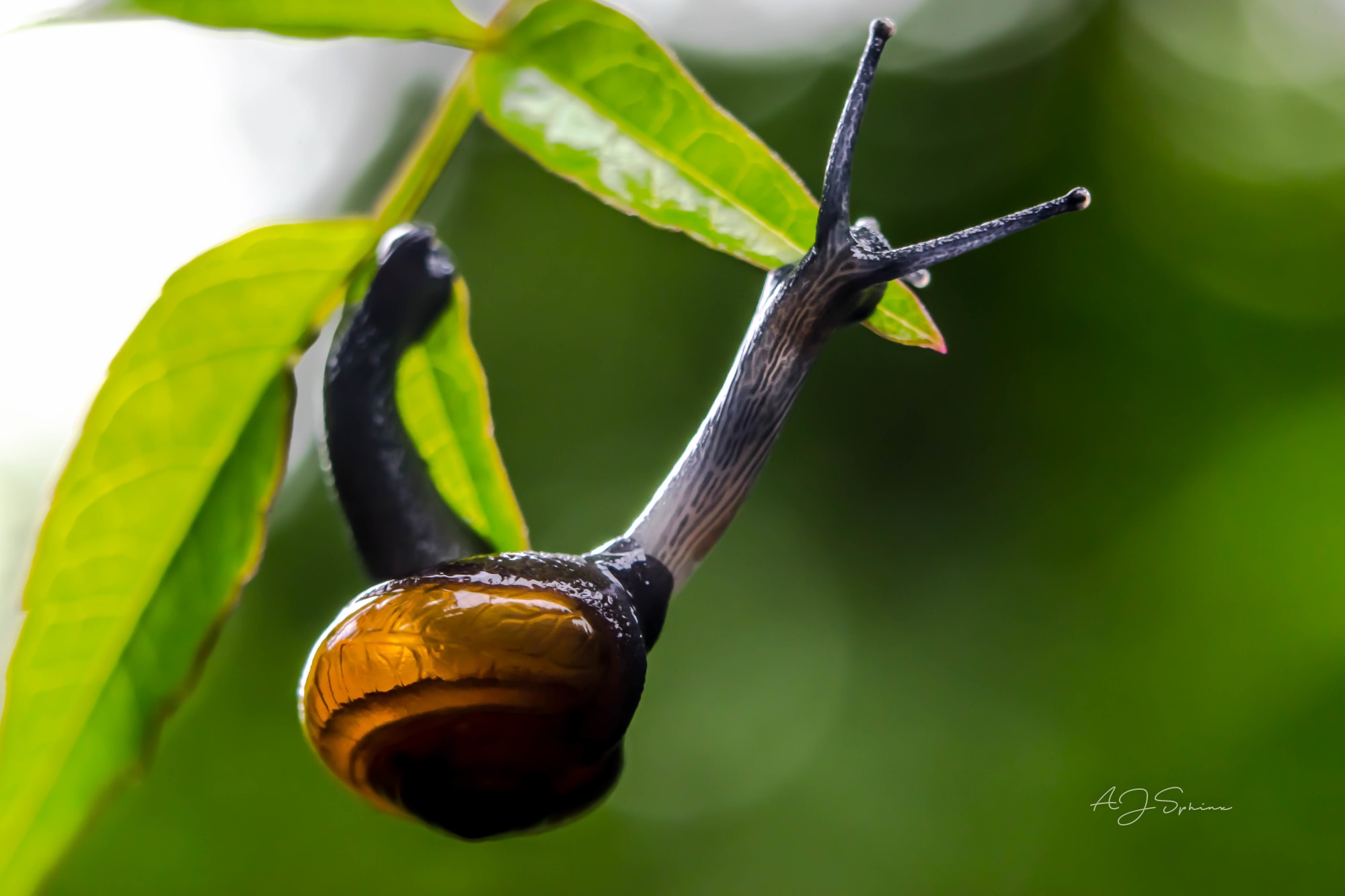 Photograph by Aju Jacob