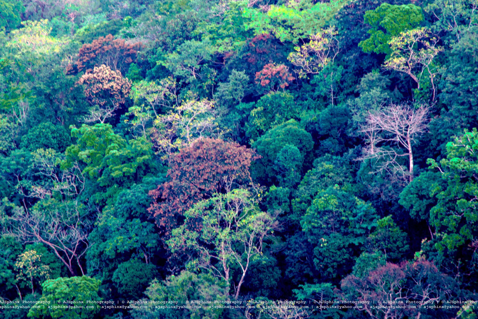 Photograph by Aju Jacob