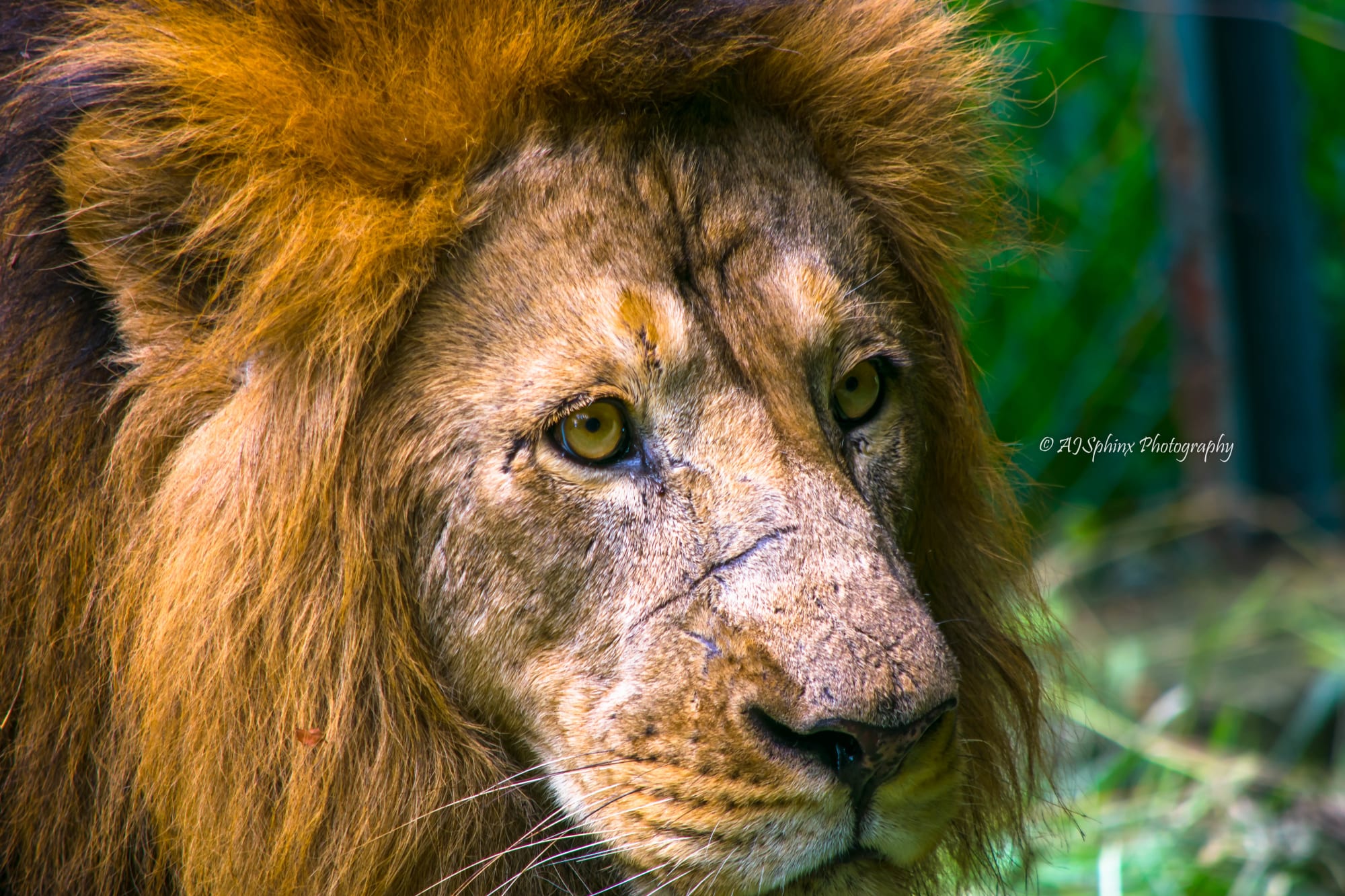 Photograph by Aju Jacob