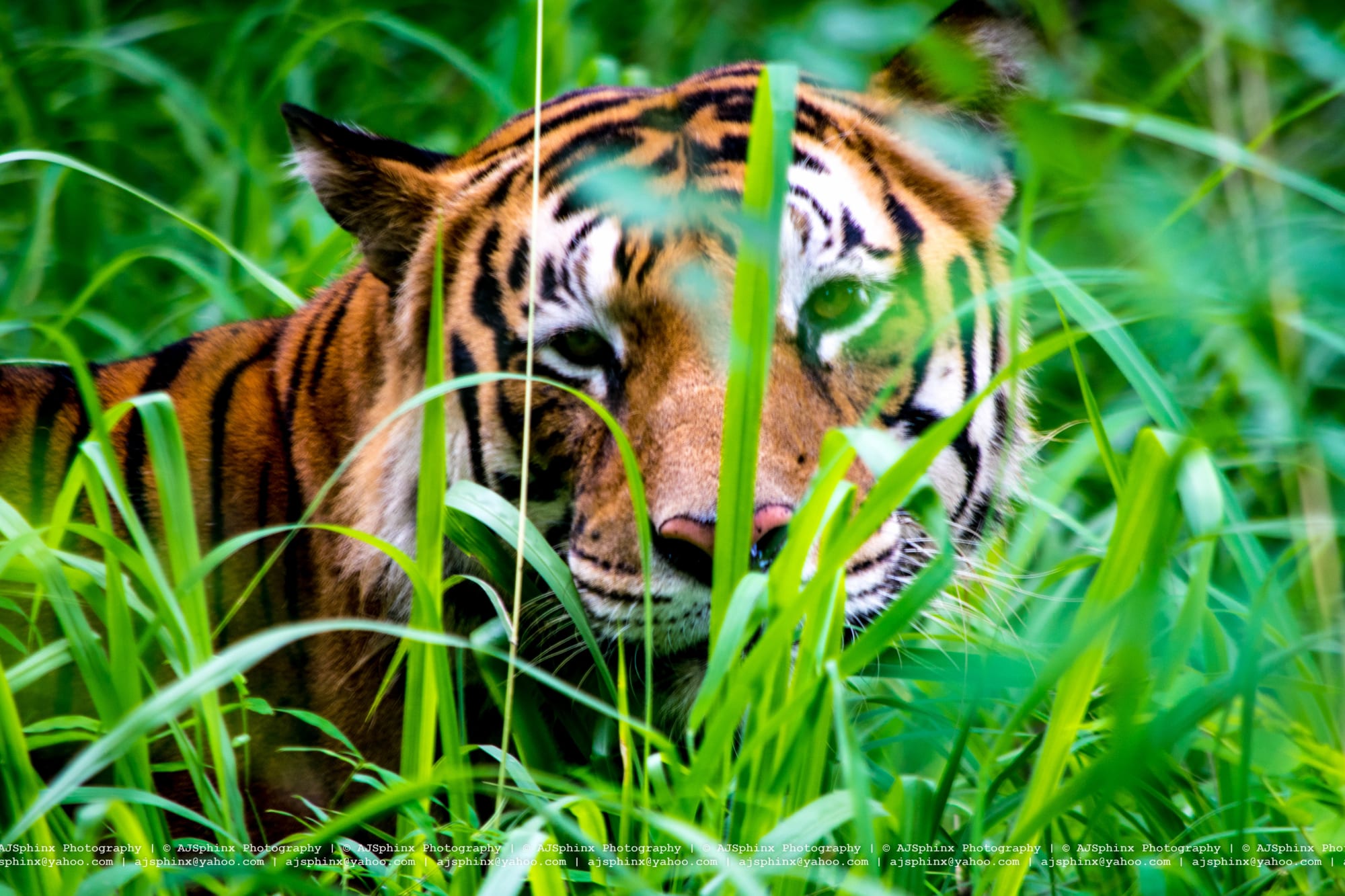 Photograph by Aju Jacob