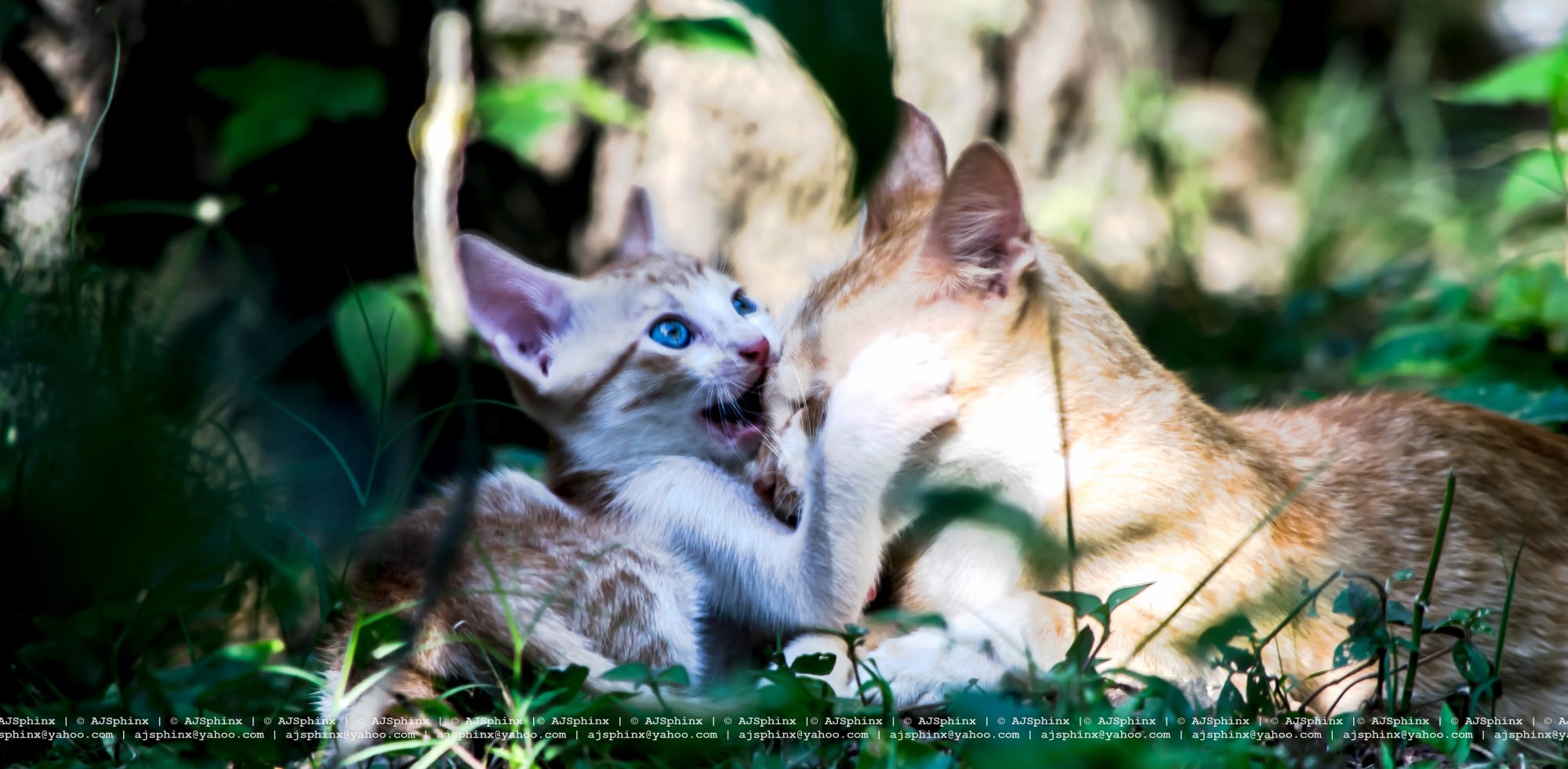 Photograph by Aju Jacob