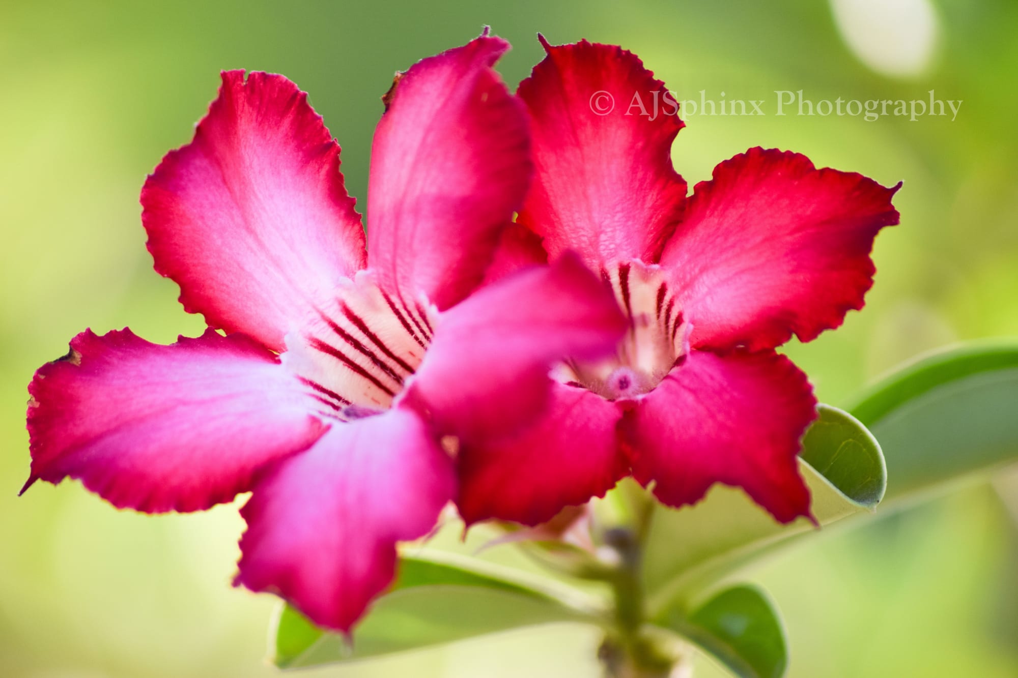 Photograph by Aju Jacob