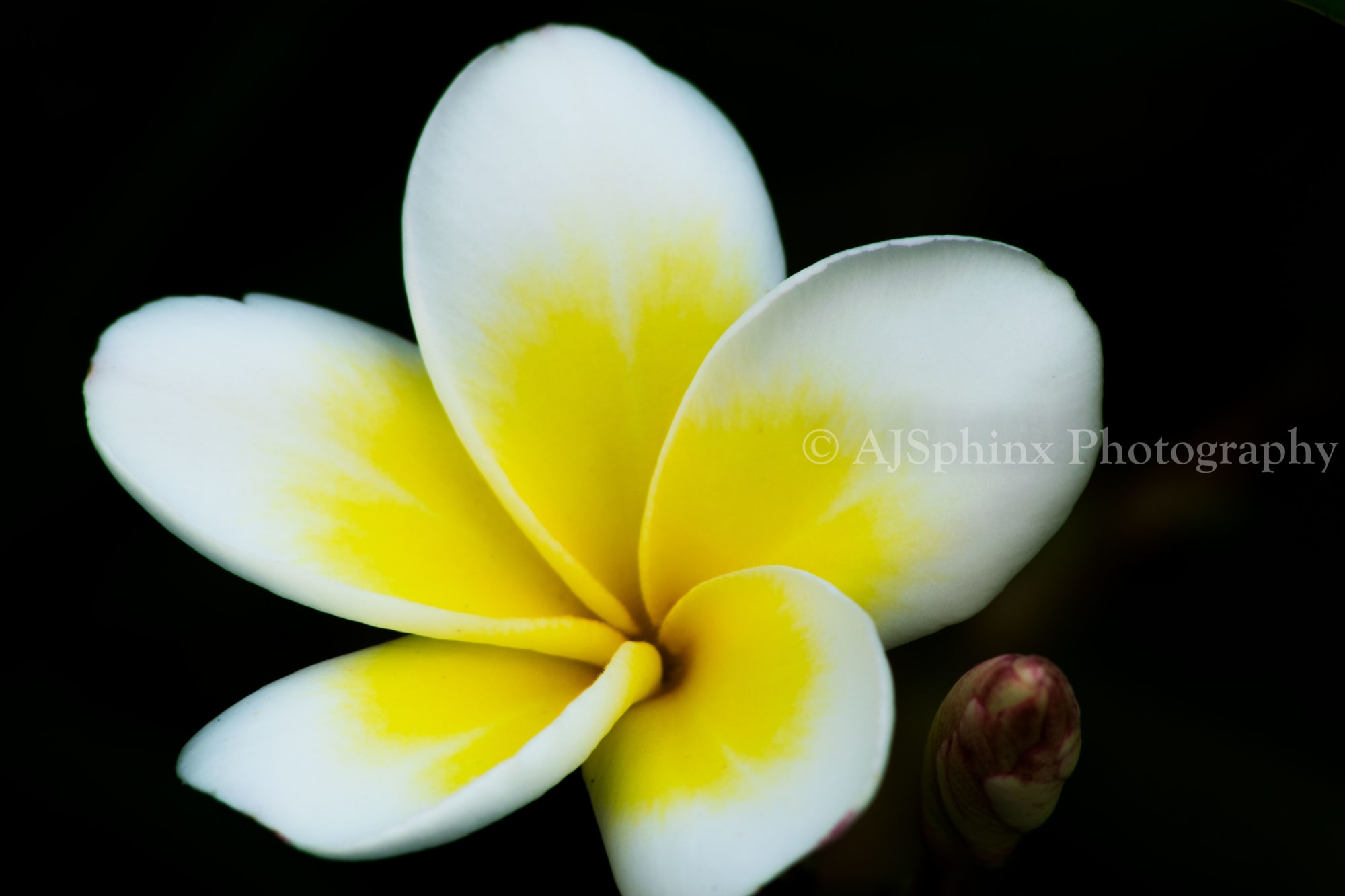 Photograph by Aju Jacob