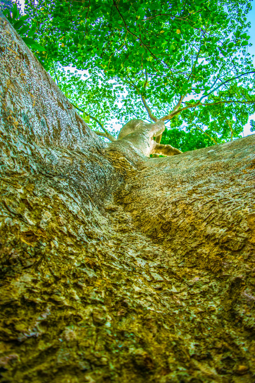 Photograph by Aju Jacob