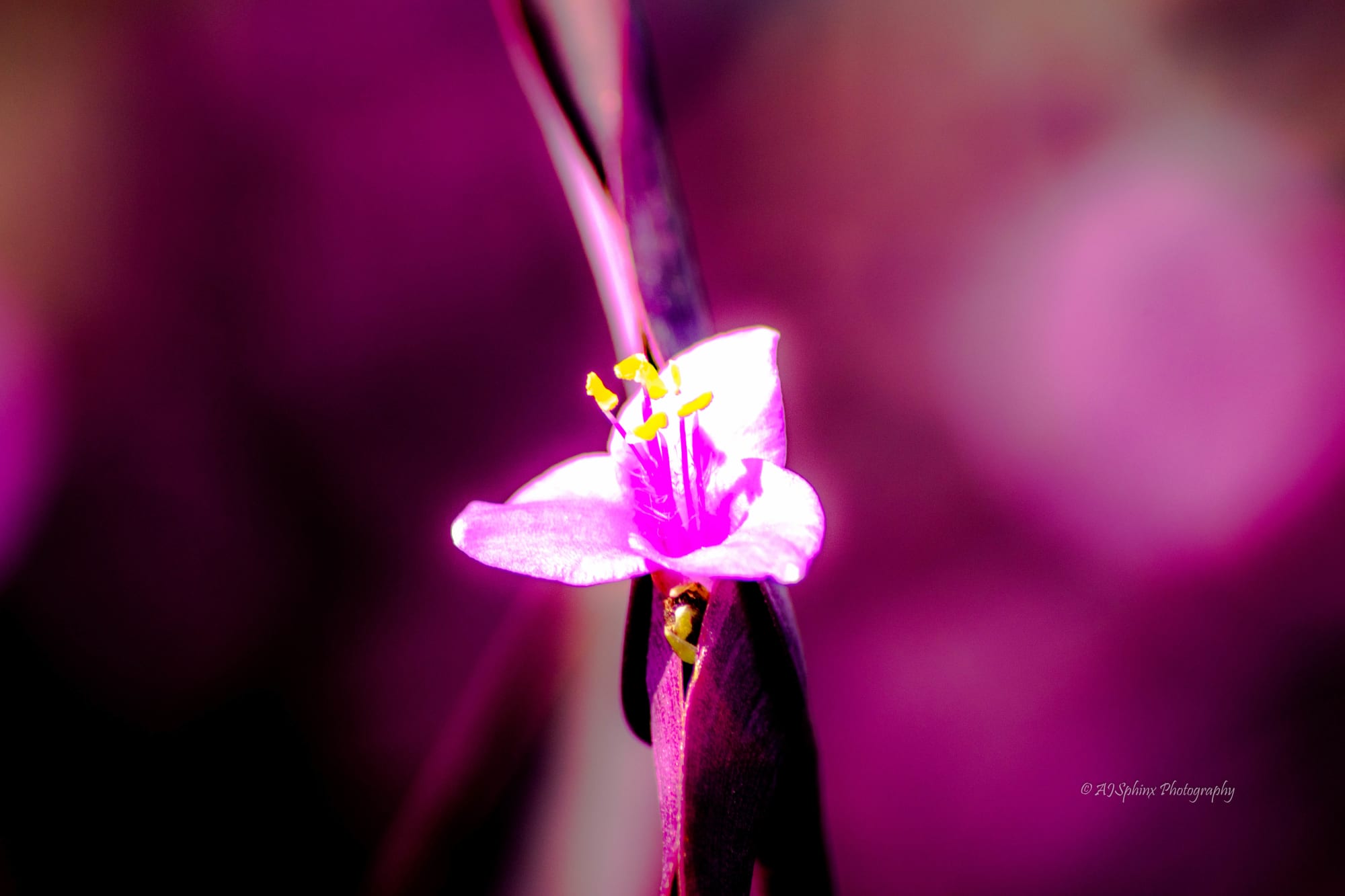 Photograph by Aju Jacob