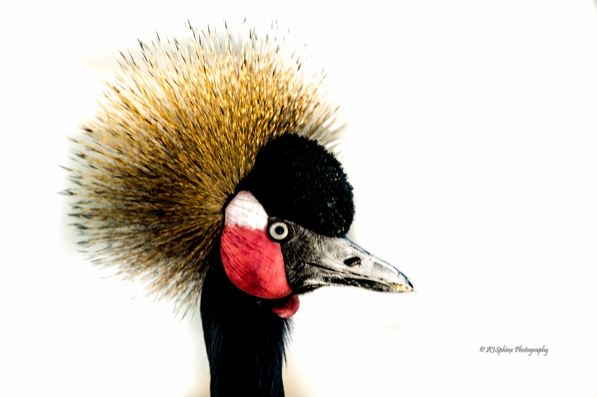 Photograph by Aju Jacob