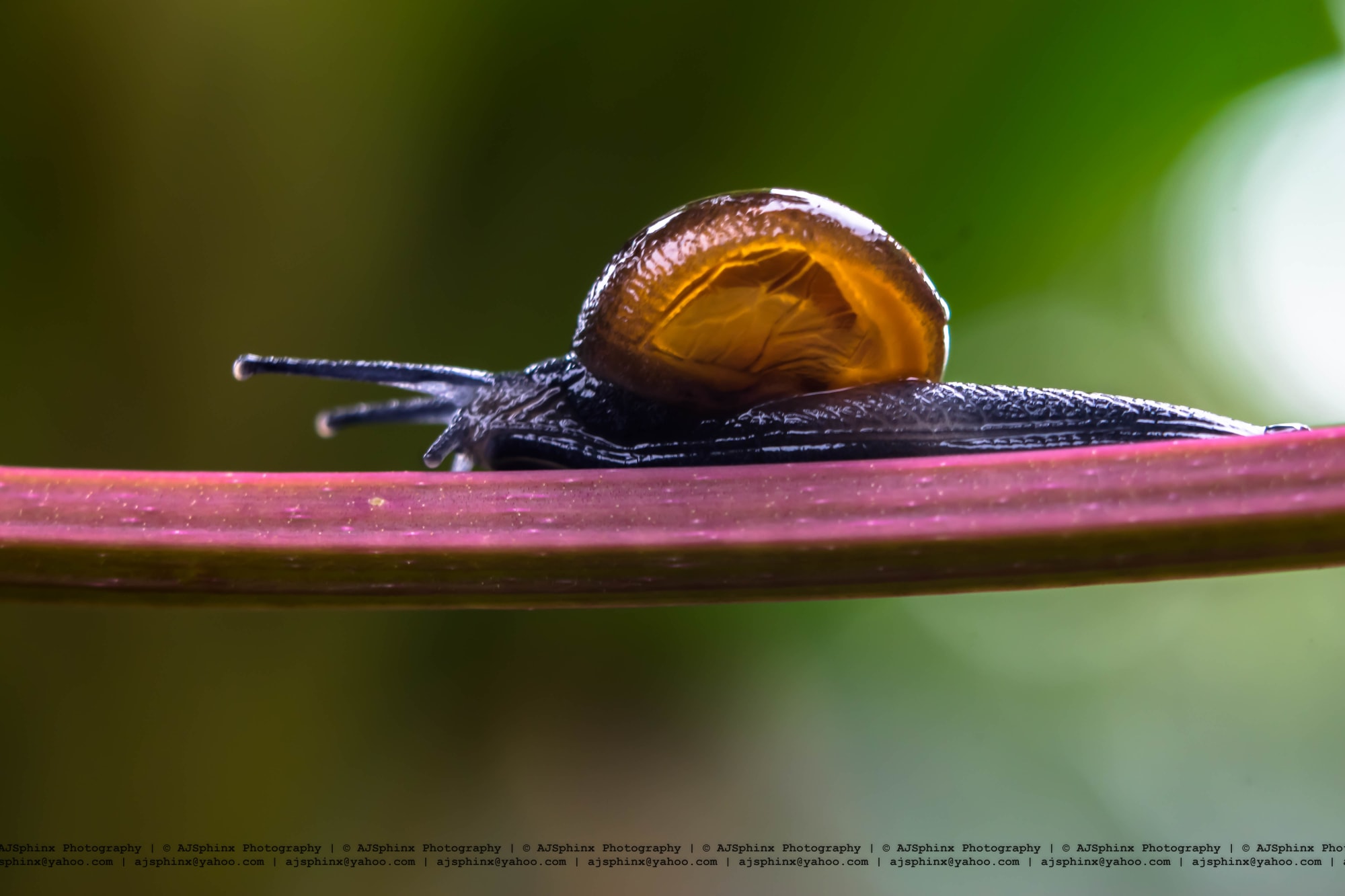 Photograph by Aju Jacob