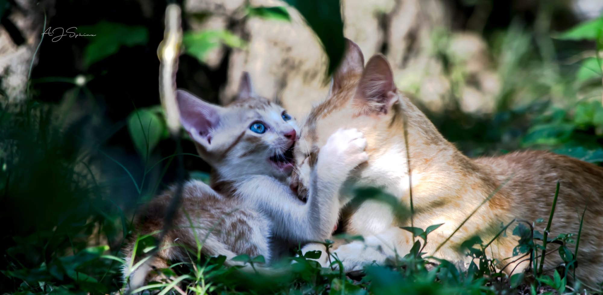 Photograph by Aju Jacob