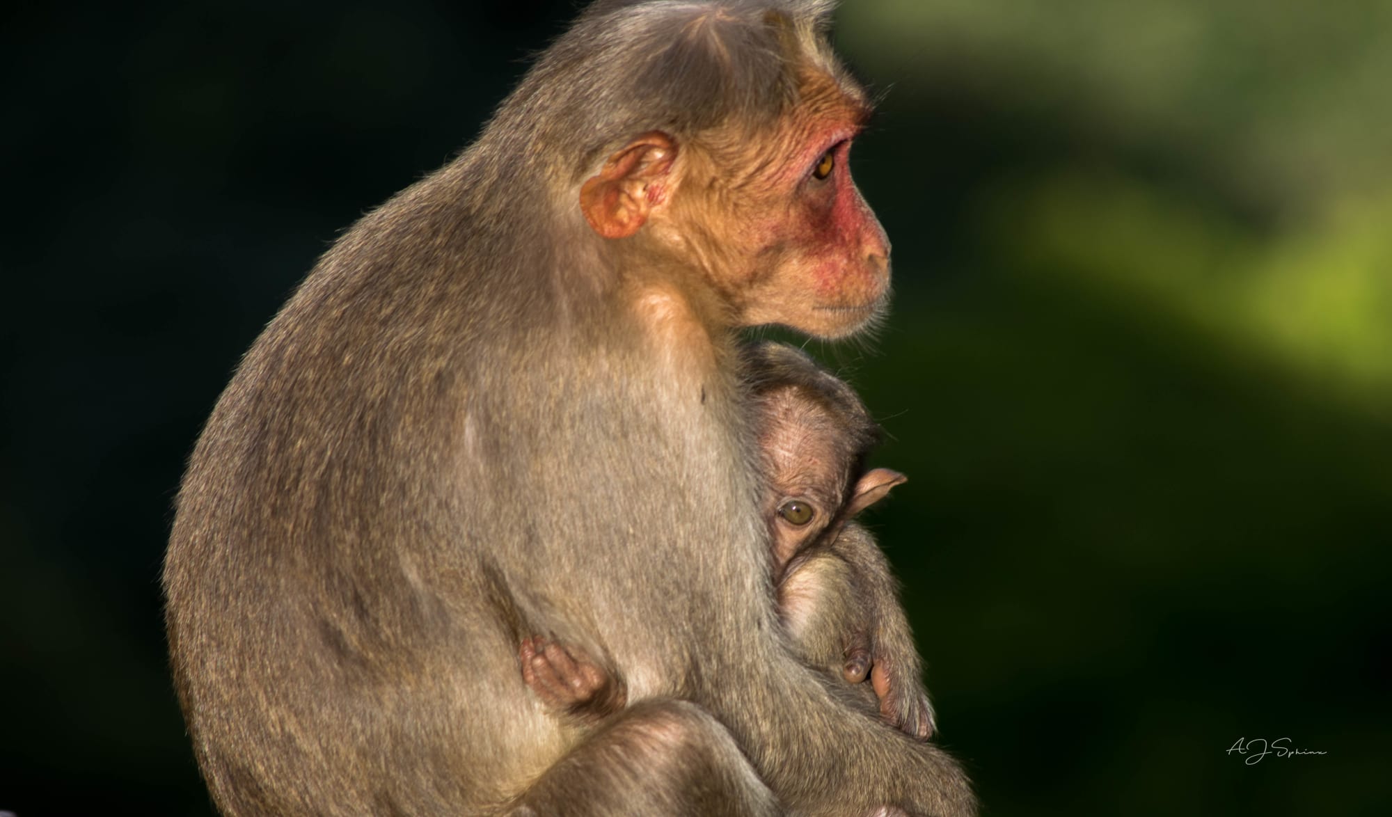 Photograph by Aju Jacob