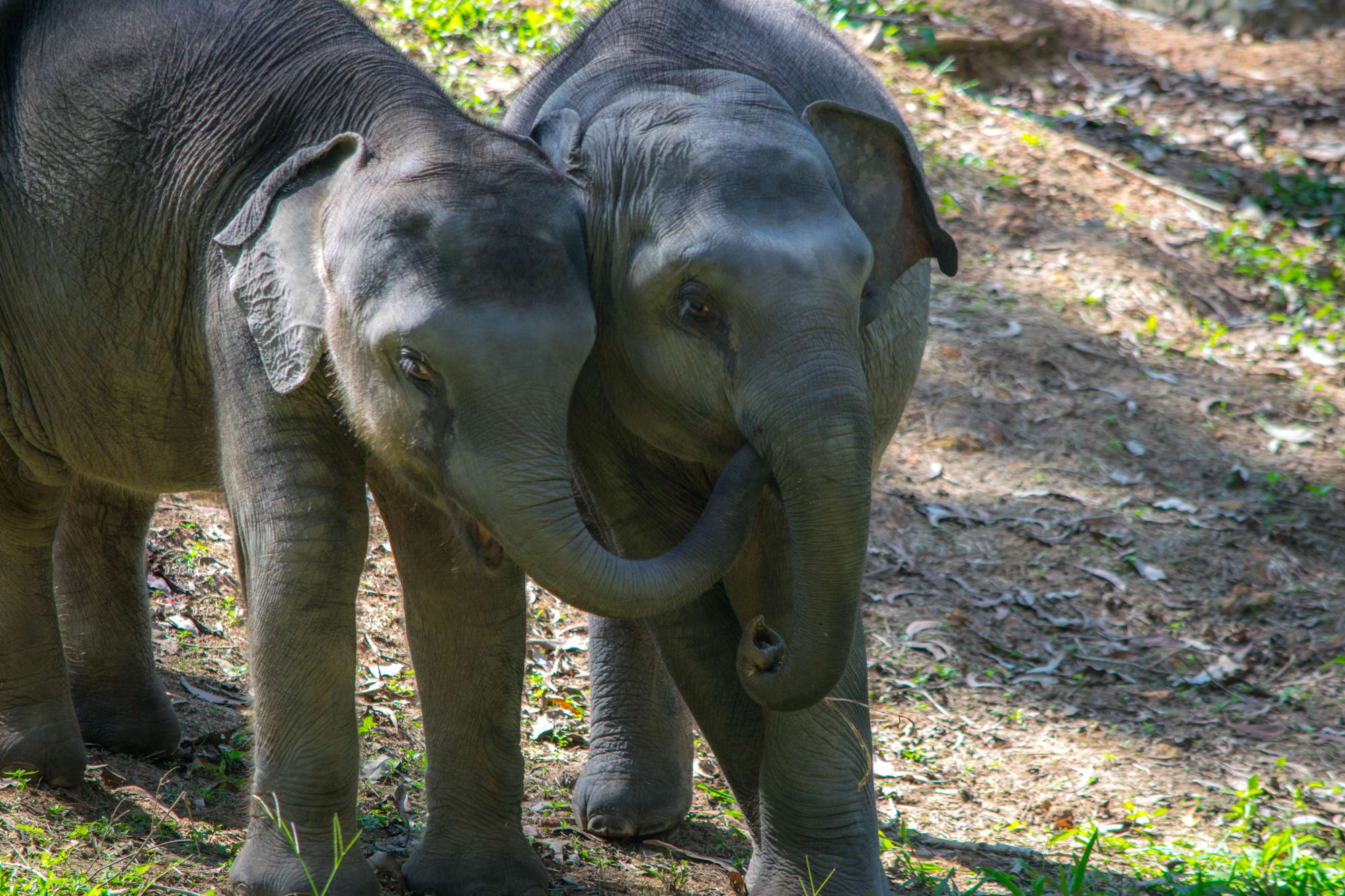 Photograph by Aju Jacob