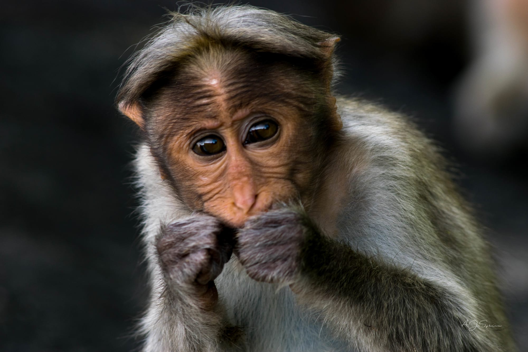 Photograph by Aju Jacob
