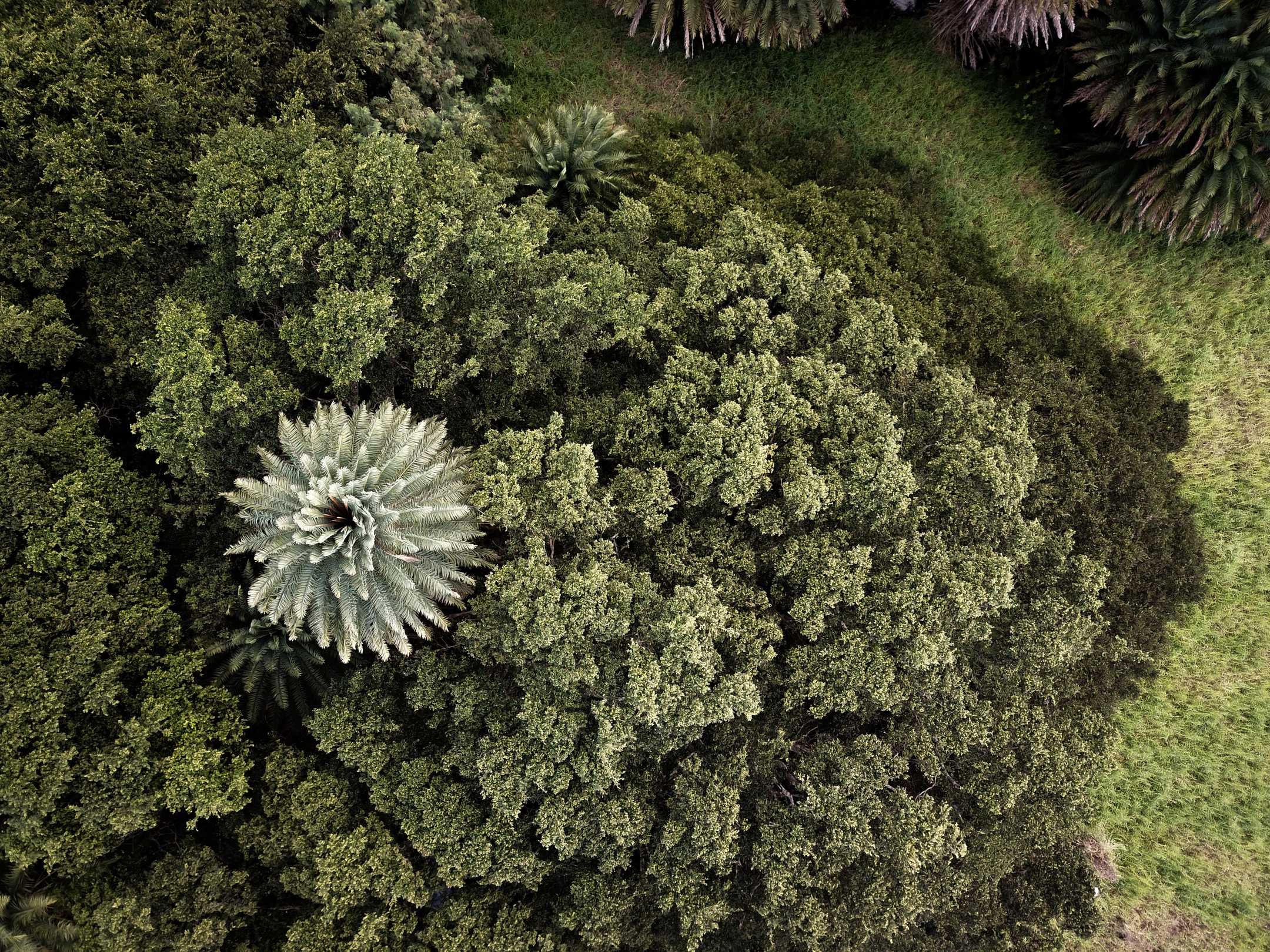  Just like a weed, suffering intrudes into a healthy patch of plants, taking over, and disturbing, that which is naturally healthy and resilient.