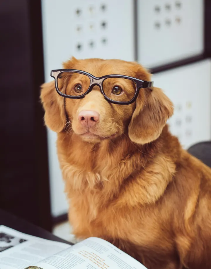 Image de cachorro com óculos