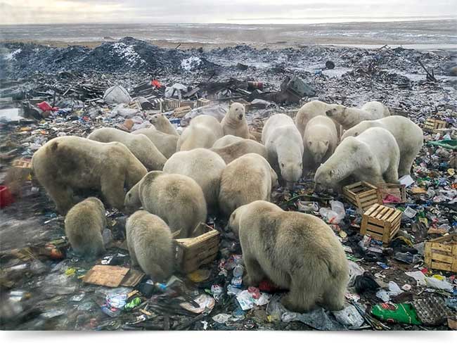 Imagem realista de uma capivara bebê no chão lamacento