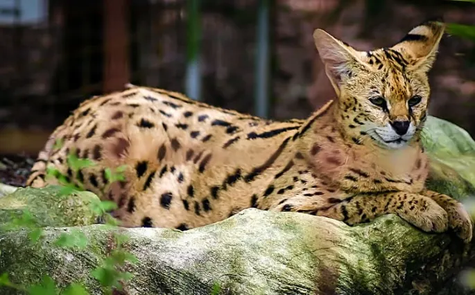 Big Cat Rescue Big Cat Rescue