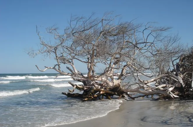 Little Talbot Island State Park Little Talbot Island State Park