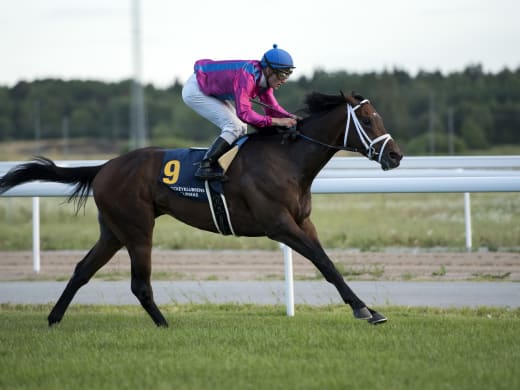 King David har bäst chans i Stockholms Stora Pris