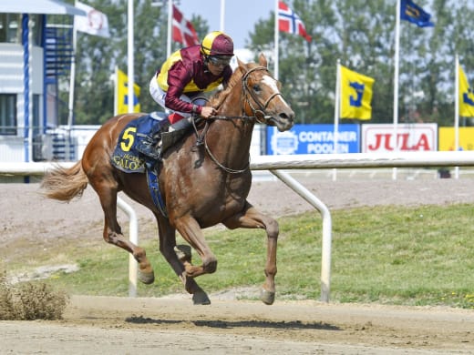 Bent Olsen om Red Cactus och övriga starthästar på derbydagen