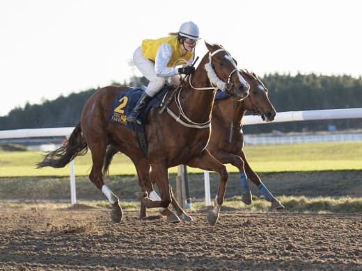 Catharina Vång om sina starthästar på Bro Park