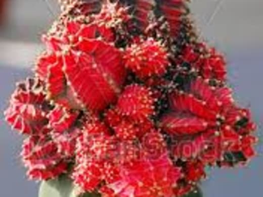 Red Cactus har en lämplig uppgift på Meydan nu på torsdag