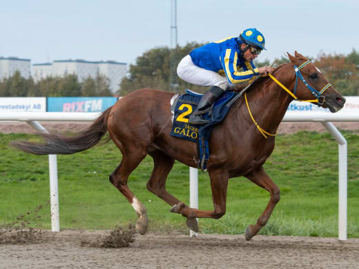 Inför Wathba Stallions Sprint på Jägersro Galopp