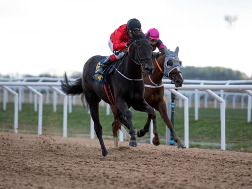 Galopp under veckan