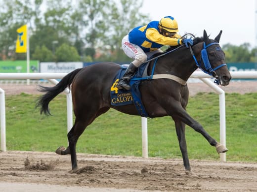 Galopp under veckan