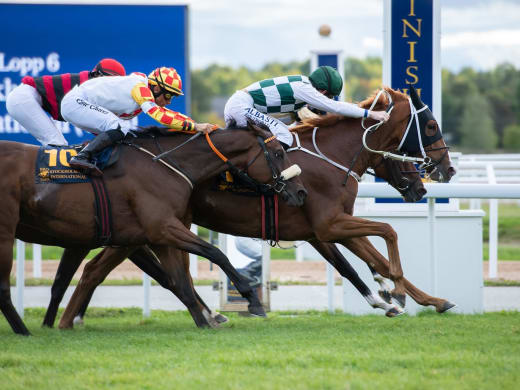 Galopp under veckan